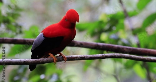The Andean Cock-of-the-rock, known as 