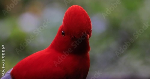 The Andean Cock-of-the-rock, known as 