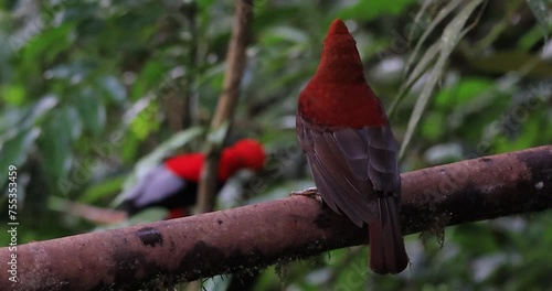 The Andean Cock-of-the-rock, known as 