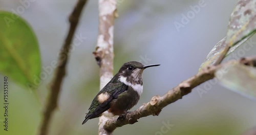 Aves de Colombia - Colibrí