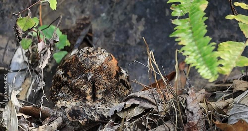 Aves de Colombia -  Chotacabras Lira Uropsalis lyra