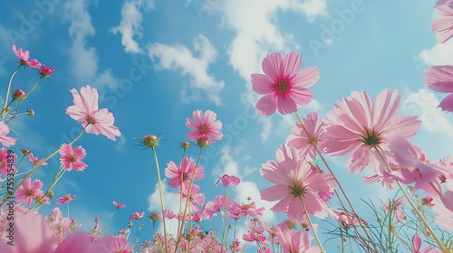 Low Angle View Of Pink cosmos Flowering Plants Against Blue Sky, generative ai © mangsi