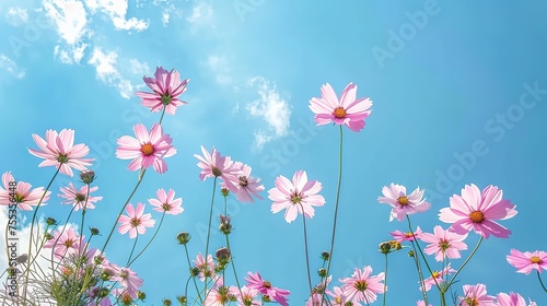 Low Angle View Of Pink cosmos Flowering Plants Against Blue Sky, generative ai