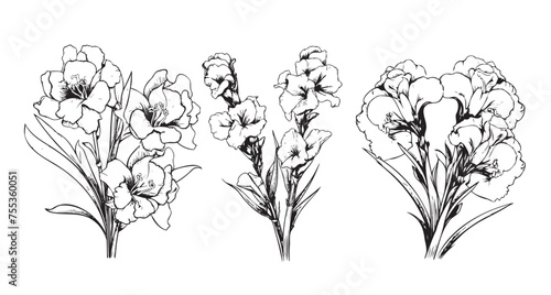 gladiolus flower pencil art, Black and white outline vector coloring page and book for adults and children flower gladiolus, with leaves hand drawn engraved ink illustration artistic design photo