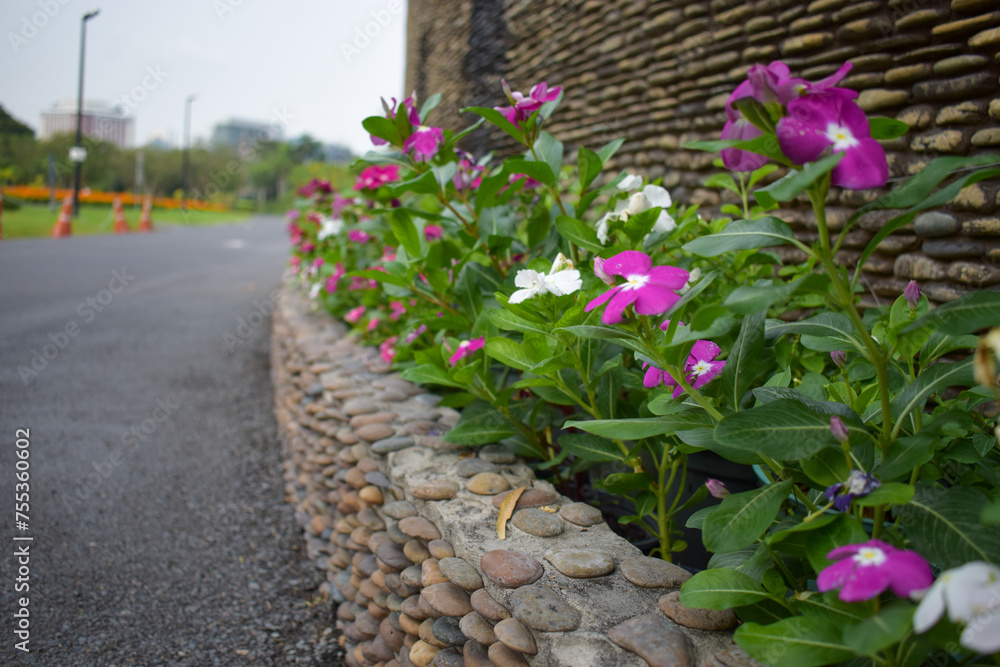 Madagascar Periwinkle in garden Madagascar Periwinkle in garden
