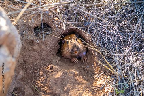 Fotografía A Pocket Gopher in Tucson, Arizona
