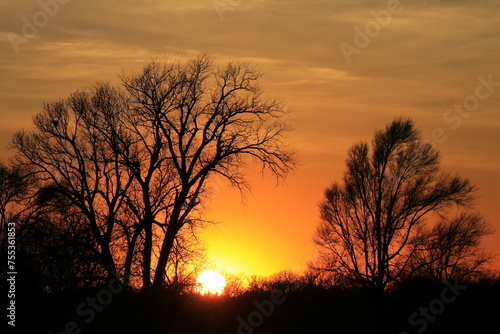 Sunset with tree silhouettes in Kansas