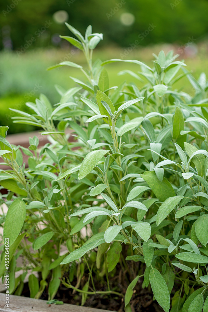 fresh herbs in the garden fresh herbs in the garden