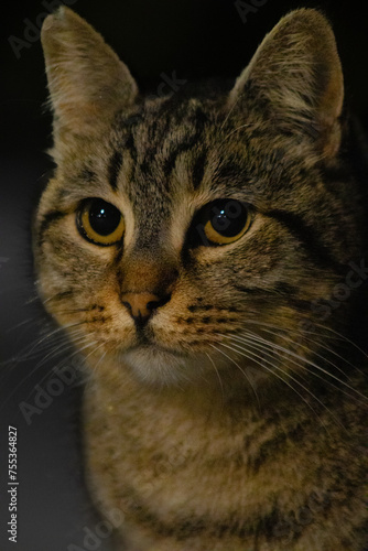 portrait of a cat © Hasan