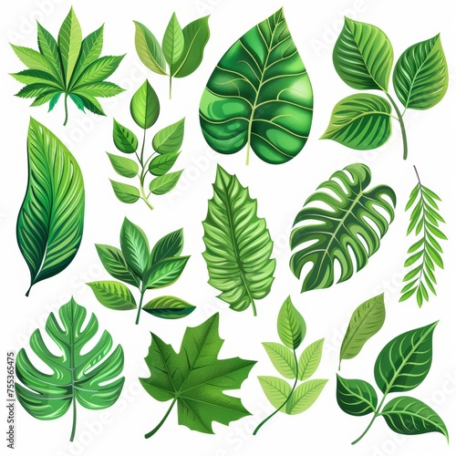 An illustration showcasing nine different types of green leaves, each with unique shapes and vein patterns, set against a white background