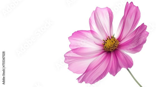 Pink cosmos flower beautiful blooming isolated on white background copy space   generative ai  