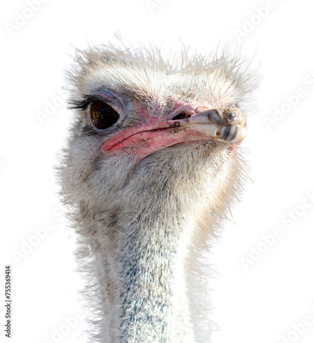 Portrait of an ostrich isolated on a white background