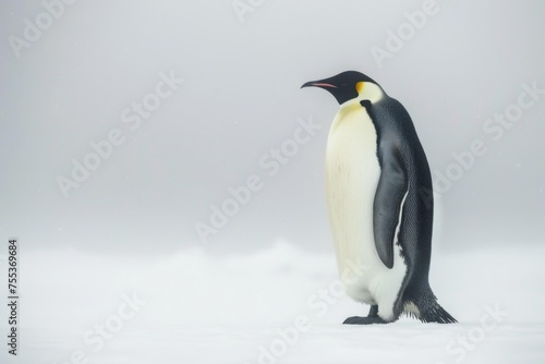 A lone emperor penguin standing regally on the ice  its black and white plumage standing out against the stark white environment
