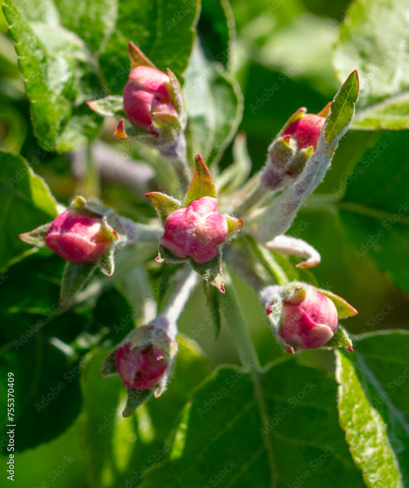 Flowers on an apple tree in spring. Close-up Flowers on an apple tree in spring. Close-up
