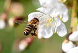 A bee flies near a tree flower in spring
