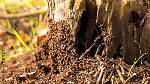 Rote Waldameisen beginnen an einem Baumstumpf ihren neuen Ameisenhügel zu bauen photo