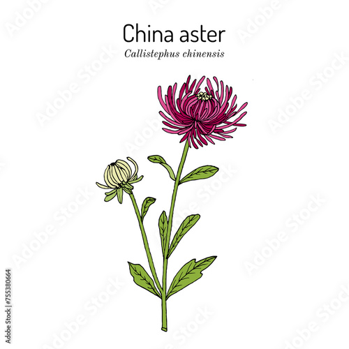 China Aster (Callistephus chinensis), ornamental plant.