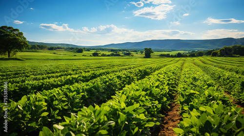 Green ripening soybean field  agricultural landscape. Generative AI