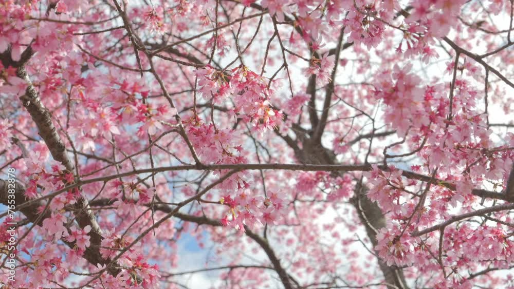 Blooming flowers sakura tree in spring video 4k Blooming flowers sakura tree in spring video 4k