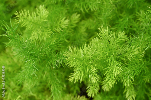 Close-up of Asparagus Densiflorus, Asparagus fern plants. Natural background of small green leaves in the tropical garden. ornamental and ground cover plants for decorating in the garden.
