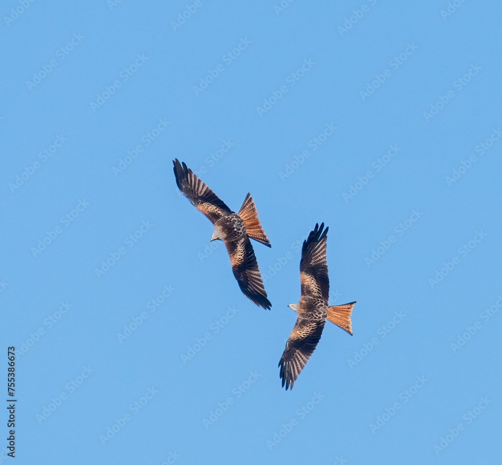 Obraz premium birds in flight red kite