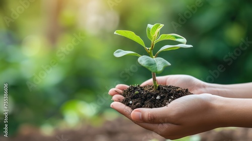 Hands holds small green plant seedling , copy space , sustainability concept