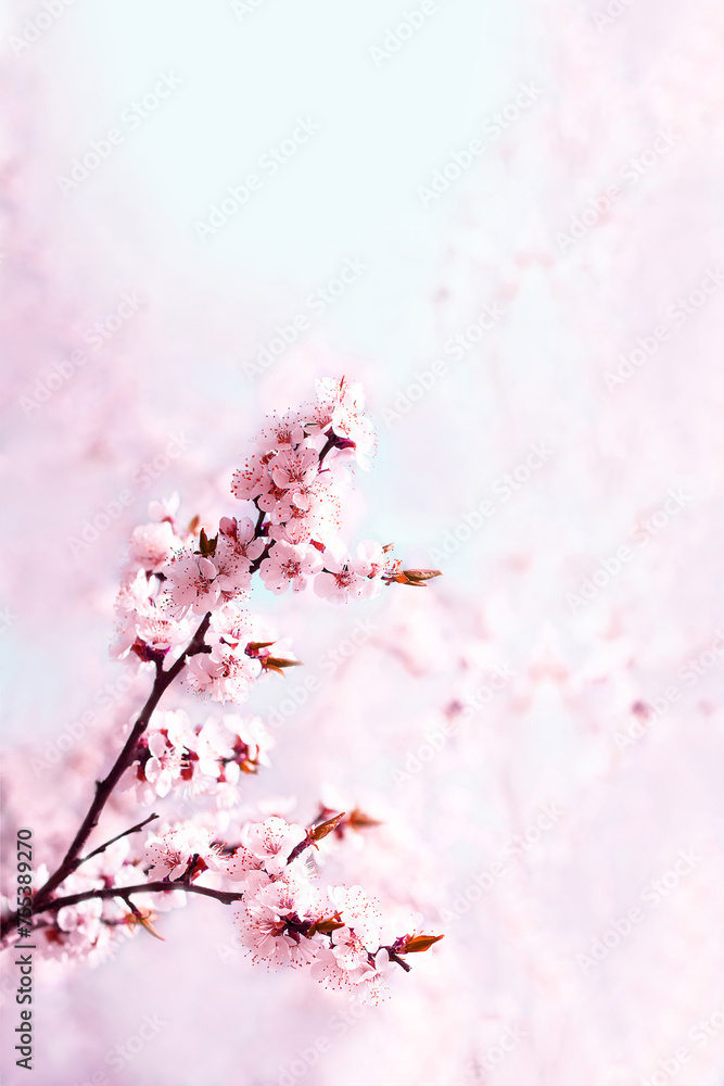 A blooming sakura tree in spring. Vertical natural background. Copy space