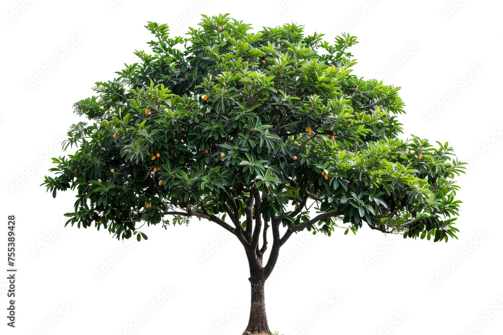 green mango tree isolated on white