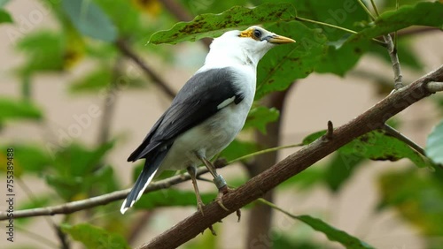 Close up shot of a black-winged myna, acridotheres melanopterus perched on tree branch, alerted by the surroundings, curiously wondering around the environment, endangered bird species. photo