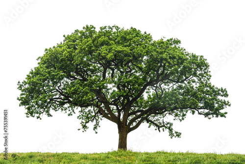 green tree isolated on white