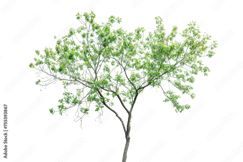 Fototapeta premium tree isolated on white