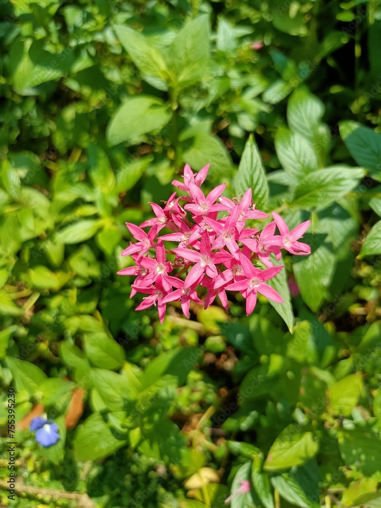Pentas lanceolata, commonly known as Egyptian starcluster, is a species of flowering plant in the madder family, Rubiaceae that is native to much of Africa as well as Yemen. 