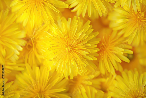 Vibrant yellow dandelions captured in exquisite detail  heralding the arrival of spring