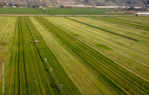 Rows of cut and raked alfalfa field seen from aerial viewpoint in Menifee southern California United States © htrnr