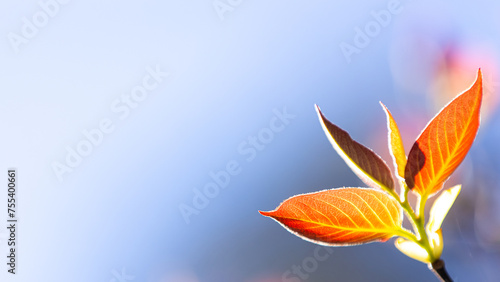 Close-up of young red leaves against blue sky.