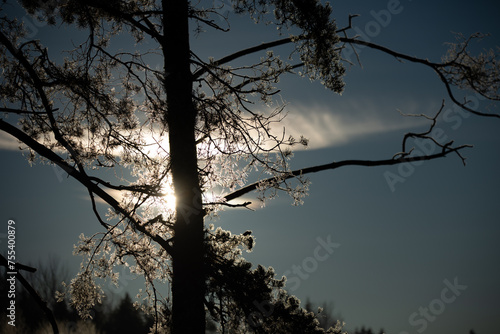 A beautiful sunny morning landscape of frosted trees in woodlands. Early winter scenery of Northern Europe.