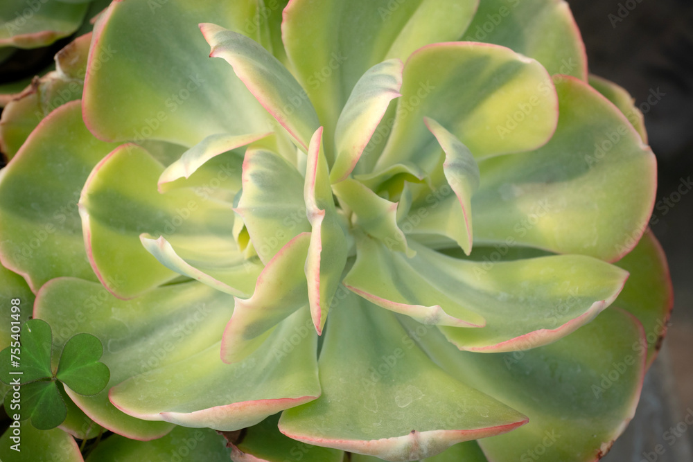 Cactus or Succulent plants for nature Background. Cactus or Succulent plants for nature Background.