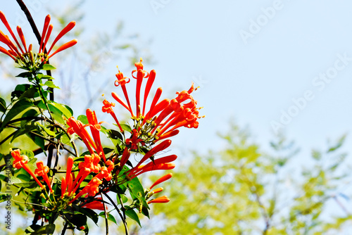 Glorious orange trumpet flowers, with green leaves on a blurred background in the park.