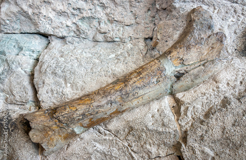 Fossils at Dinosaur National Monument photo