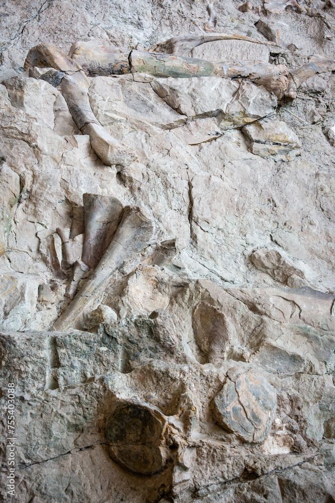 Naklejka premium Fossils at Dinosaur National Monument
