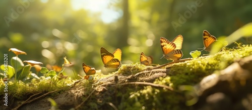 A group of butterflies are flying around on a mossy photo