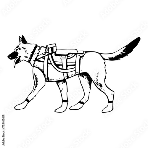 Military dog soldier in armor vest vector illustration. Walking K9 German shepherd or belgian malinois black and white drawing for patriotic Veteran day designs
