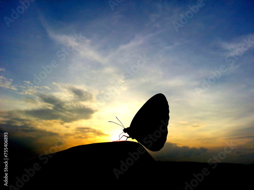 Butterfly silhouette style have sunlight and sky for background