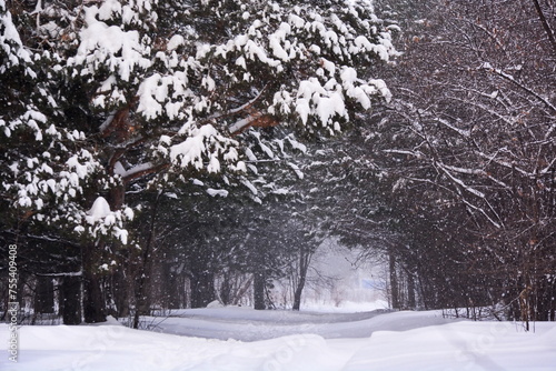 path in a snow-covered park between trees under heavy snowfall