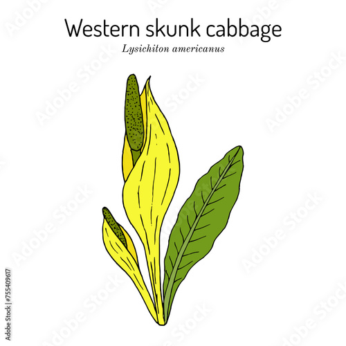 Western skunk cabbage (Lysichiton americanus), edible and medicinal plant