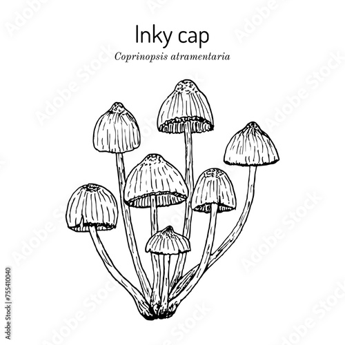 Inky cap or tipplers bane (Coprinopsis atramentaria), edible mushroom. Hand drawn botanical vector illustration.