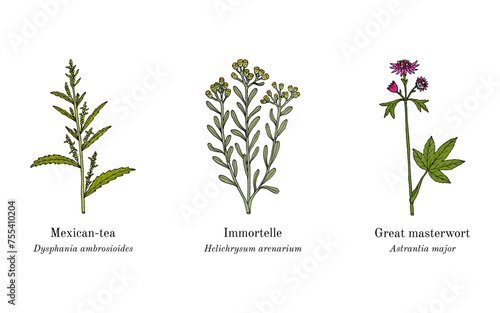 Collection of edible and medicinal plants