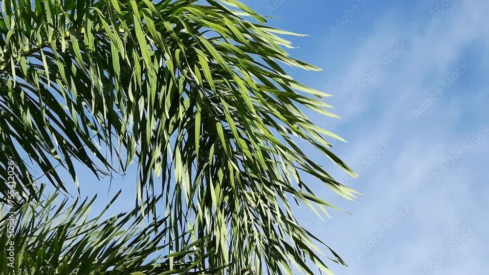 4k leaves of coconut trees move slowly in the wind against the backdrop of a bright sky. 4k leaves of coconut trees move slowly in the wind against the backdrop of a bright sky.