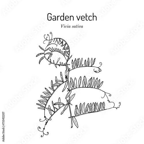Garden vetch, or tare (Vicia sativa), medicinal plant.