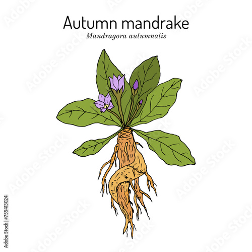 Autumn mandrake (Mandragora autumnalis), medicinal plant photo